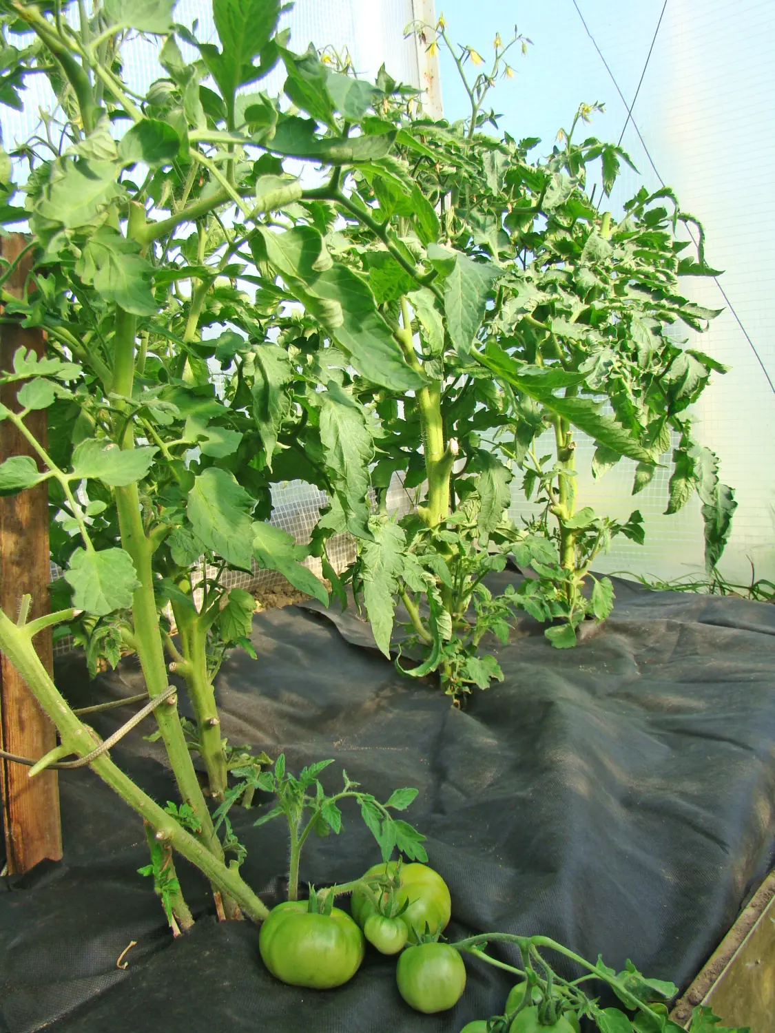 Агротекс двойная защита арм. Белый 60, 3,0*100 м, рул