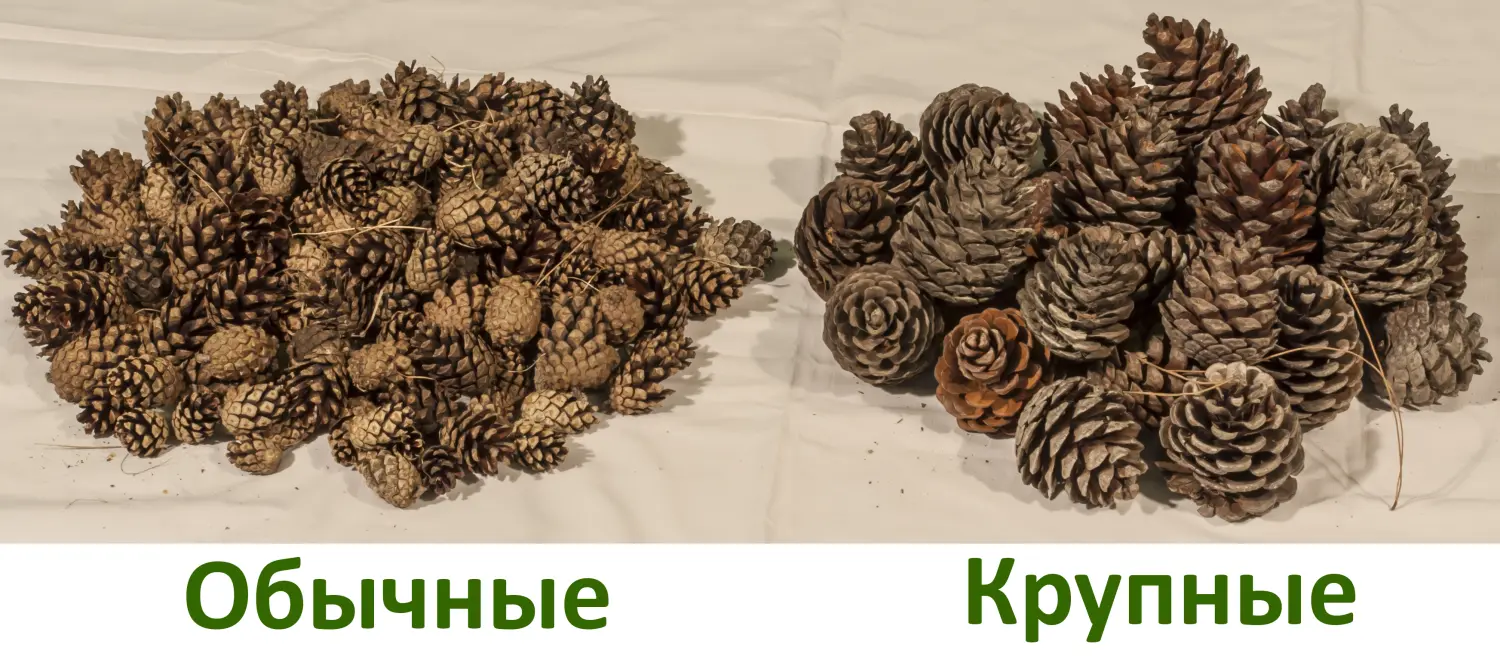 Шишка сосновая крупная поштучно, шт