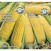Царица полей кукуруза на вашем участке Царица полей кукуруза на вашем участке