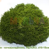 Кочки из стабилизированного мха - зелень для украшения помещений и сада