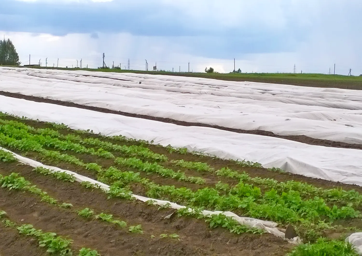 Агротекс Белый 42, 3,2*200 м, рул