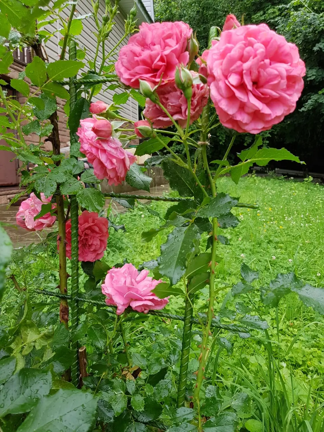 Шпалера для вьющихся, композитная, h 120 см, шт
