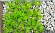 Пеностекло Субстрат Growplant, фр.  0,8-5 мм, зеленый, 50 л 