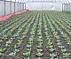 Агротекс двойная защита Красно-желтый 40, 3,0*100 м, рул