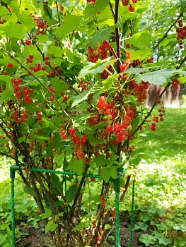 Кустодержатель квадратный композитный, 55 * 55 * h 75 см, уп