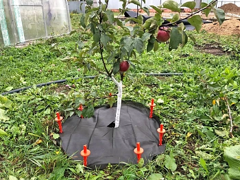 Агротекс Приствольный круг УФ, Ø 0,6 м, 10 шт/уп