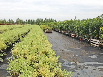 Агротекс Гео Черный  90 УФ, 1,6*12 м, уп
