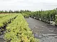Агротекс Гео Черный  90 УФ, 1,6*12 м, уп