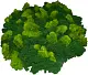 Мох стабилизированный №11 лайм, 30*40 см, пак