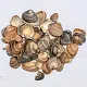 Ракушка морская, 10-40 мм, ~25 кг 