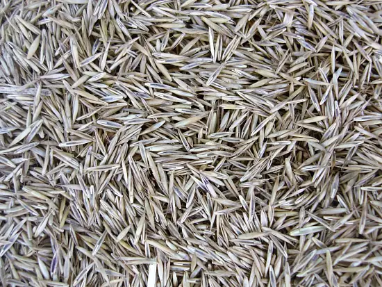 Трава Овсяница красная, 1,0 кг
