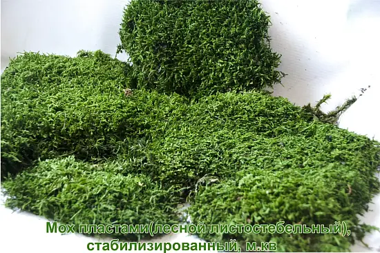 Мох пластами(лесной листостебельный), стабилизированный, м.кв