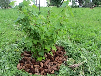 Шишки еловые (200-240 шт), 60 л
