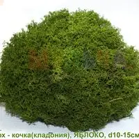 Кочки из стабилизированного мха - зелень для украшения помещений и сада